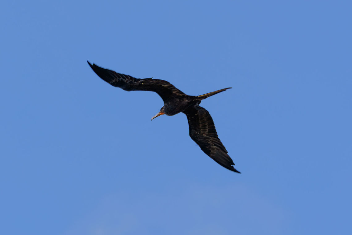 Magnificent Frigatebird in flight, Uraba, Colombia  Antioquia,Colombia,Colombia Choco & Pacific region,Fall,Fregata magnificens,Geotagged,Magnificent Frigatebird,South America,Uraba,Urabá,World