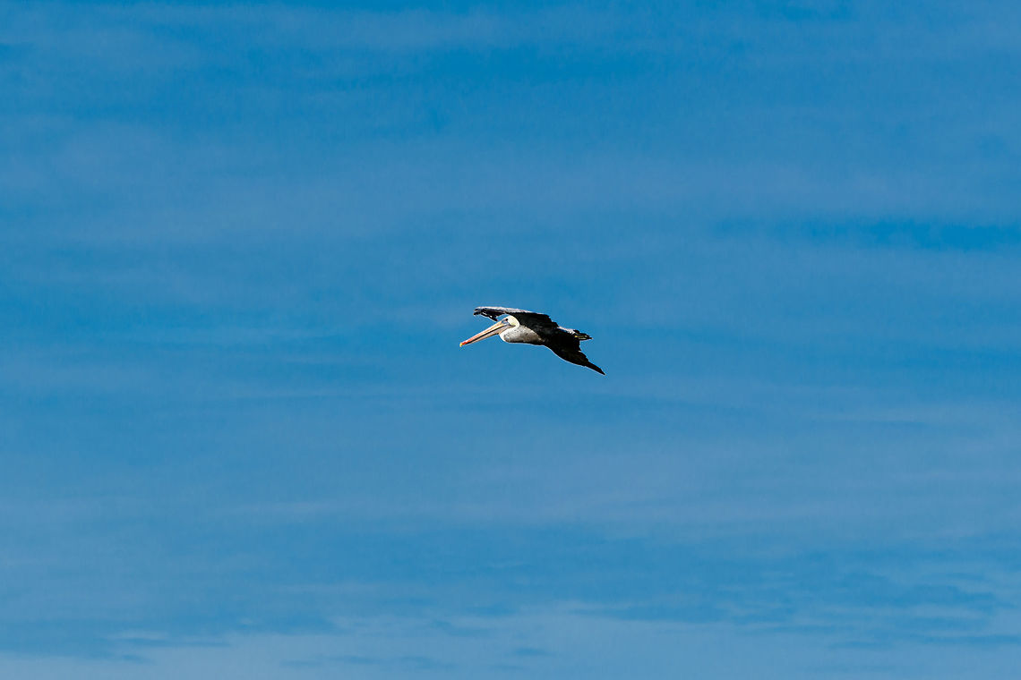 American White Pelican in flight, Uraba, Colombia  American White Pelican,Antioquia,Colombia,Colombia Choco & Pacific region,Pelecanus erythrorhynchos,South America,Uraba,Urabá,World