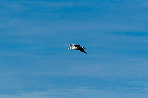 American White Pelican in flight, Uraba, Colombia  American White Pelican,Antioquia,Colombia,Colombia Choco & Pacific region,Pelecanus erythrorhynchos,South America,Uraba,Urab&aacute;,World