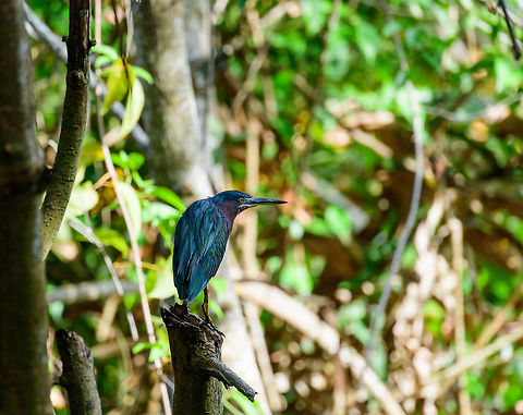 Green Heron, Uraba, Colombia After a fare through the canals and a 20 min trip on the open sea, we arrived at an indigenous community that owns and manages a huge mangrove ecosystem. The first bird we saw there was this Green Heron, which is an uncommon migrant only occasionally found in the north of Colombia. Antioquia,Butorides virescens,Colombia,Colombia Choco & Pacific region,Fall,Geotagged,Green heron,South America,Uraba,Urabá,World