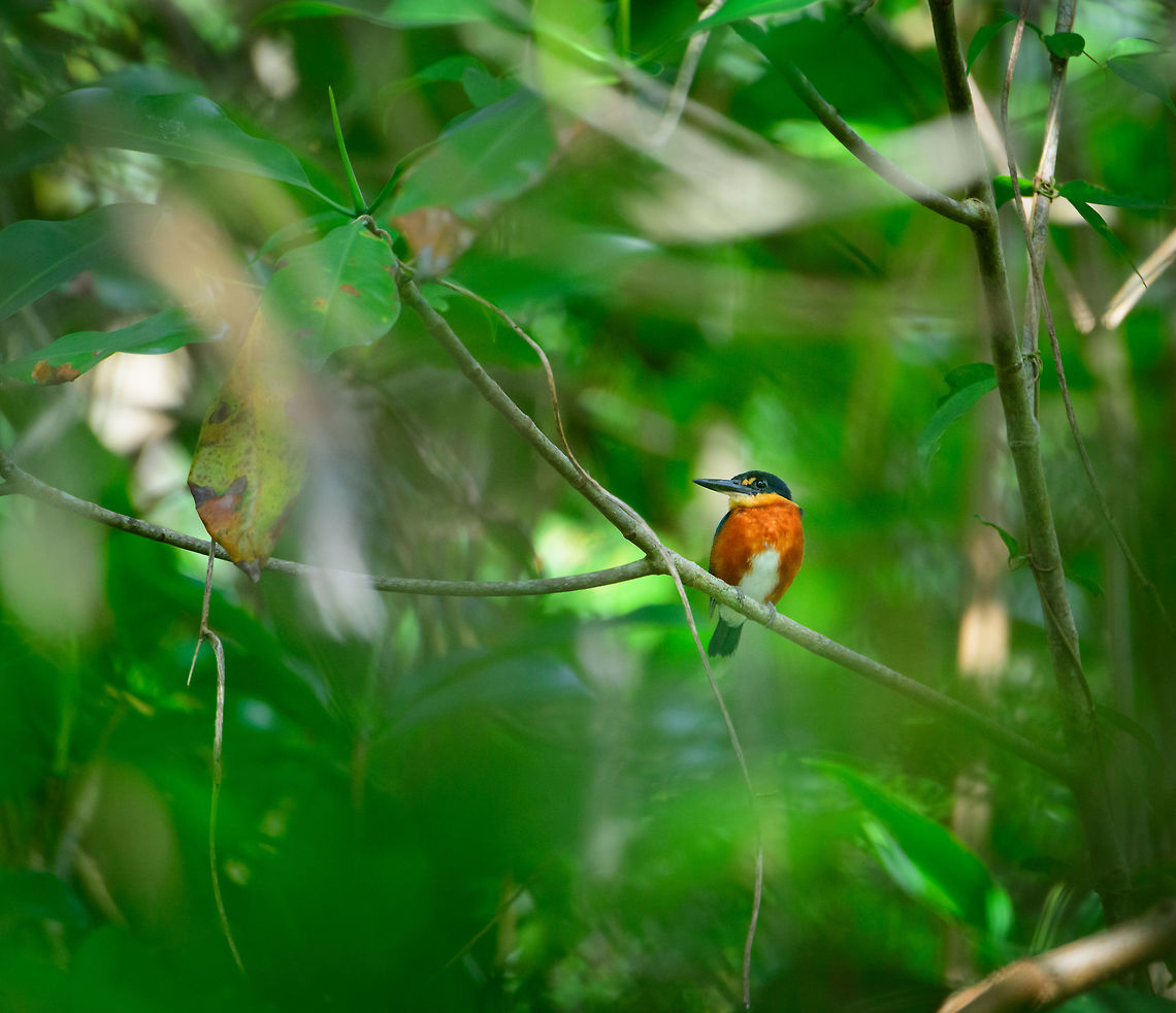 American pygmy kingfisher, Uraba, Colombia One on the wishlist for this mangrove area of Uraba, and we saw it almost immediately. Really tiny bird. American Pygmy Kingfisher,Antioquia,Chloroceryle aenea,Colombia,Colombia Choco & Pacific region,Fall,Geotagged,South America,Uraba,Urabá,World