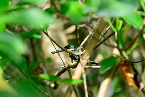 American pygmy kingfisher with a catch, Uraba, Colombia A bit of an obstructed shot, but I wanted to show how the fish it found is lengthier than its bill, and about half its total body length. And yes, it swallowed it whole. Amazing. American Pygmy Kingfisher,Antioquia,Chloroceryle aenea,Colombia,Colombia Choco & Pacific region,South America,Uraba,Urabá,World