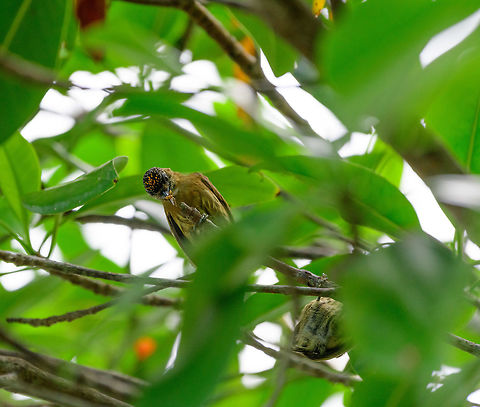 Olivaceus piculet, Uraba, Colombia Feeding on what looks like a wasp.  Antioquia,Colombia,Colombia Choco & Pacific region,Fall,Geotagged,Olivaceus piculet,Picumnus olivaceus,South America,Uraba,Urab&aacute;,World