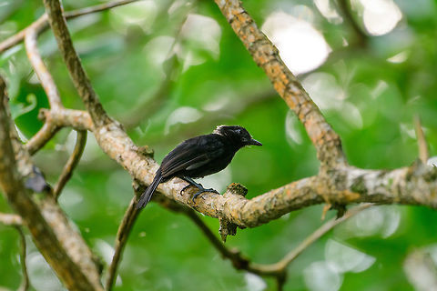 Black antshrike - male, Uraba, Colombia Near-endemic and only found in the northwest of Colombia. There's a few similar looking antshrikes sharing this male's black appearance. It's possible to identify them on their own using subtle differences in the beak. However, this species is almost always together with the female, which looks distinctive. So finding that female, basically identifies this male. Here's the beautiful female:
https://www.jungledragon.com/image/58551/black_antshrike_-_female_uraba_colombia.html Antioquia,Black antshrike,Colombia,Colombia Choco & Pacific region,Fall,Geotagged,South America,Thamnophilus nigriceps,Uraba,Urabá,World