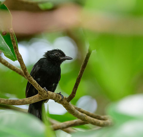 Black antshrike - male closeup, Uraba, Colombia Near-endemic and only found in the northwest of Colombia. There's a few similar looking antshrikes sharing this male's black appearance. It's possible to identify them on their own using subtle differences in the beak. However, this species is almost always together with the female, which looks distinctive. So finding that female, basically identifies this male. Here's the beautiful female:
https://www.jungledragon.com/image/58551/black_antshrike_-_female_uraba_colombia.html Antioquia,Black antshrike,Colombia,Colombia Choco & Pacific region,Fall,Geotagged,South America,Thamnophilus nigriceps,Uraba,Urab&aacute;,World