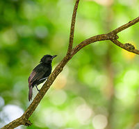 Black antshrike - male perched, Uraba, Colombia Near-endemic and only found in the northwest of Colombia. There's a few similar looking antshrikes sharing this male's black appearance. It's possible to identify them on their own using subtle differences in the beak. However, this species is almost always together with the female, which looks distinctive. So finding that female, basically identifies this male. Here's the beautiful female:<br />
https://www.jungledragon.com/image/58551/black_antshrike_-_female_uraba_colombia.html Antioquia,Black antshrike,Colombia,Colombia Choco & Pacific region,Fall,Geotagged,South America,Thamnophilus nigriceps,Uraba,Urab&aacute;,World