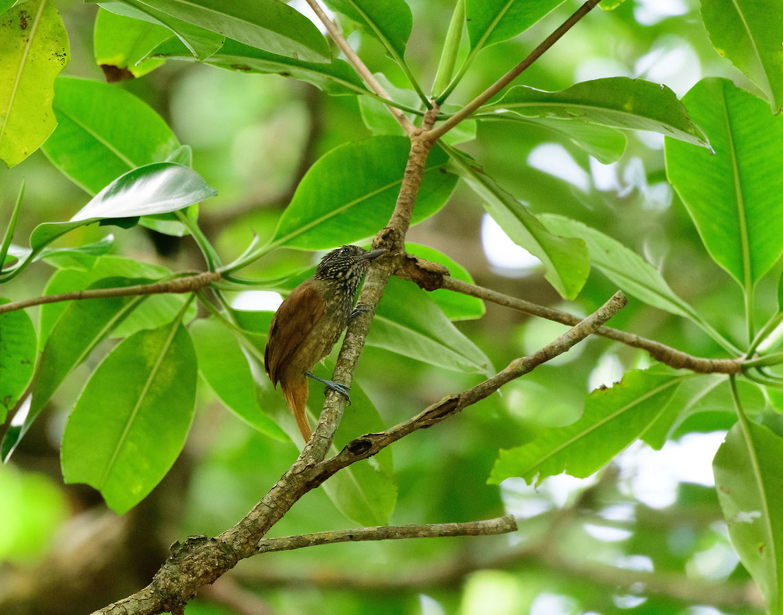 Black antshrike - female, Uraba, Colombia The female of the Black Antshrike, which has a distinctive look and is a great aid in identifying the male counterpart, which looks very similar to other dark antshrikes. When finding this female, any dark male nearby is very likely confirmed to be the Black Antshrike species. Here's the male:<br />
<figure class="photo"><a href="https://www.jungledragon.com/image/58550/black_antshrike_-_male_perched_uraba_colombia.html" title="Black antshrike - male perched, Uraba, Colombia"><img src="https://s3.amazonaws.com/media.jungledragon.com/images/2/58550_thumb.jpg?AWSAccessKeyId=05GMT0V3GWVNE7GGM1R2&Expires=1770854410&Signature=bAGcSRFXDqt7LiSHig8ZrhMWWhk%3D" width="200" height="186" alt="Black antshrike - male perched, Uraba, Colombia Near-endemic and only found in the northwest of Colombia. There's a few similar looking antshrikes sharing this male's black appearance. It's possible to identify them on their own using subtle differences in the beak. However, this species is almost always together with the female, which looks distinctive. So finding that female, basically identifies this male. Here's the beautiful female:<br />
https://www.jungledragon.com/image/58551/black_antshrike_-_female_uraba_colombia.html Antioquia,Black antshrike,Colombia,Colombia Choco &amp; Pacific region,Fall,Geotagged,South America,Thamnophilus nigriceps,Uraba,Urab&aacute;,World" /></a></figure> Antioquia,Black antshrike,Colombia,Colombia Choco & Pacific region,Fall,Geotagged,South America,Thamnophilus nigriceps,Uraba,Urab&aacute;,World