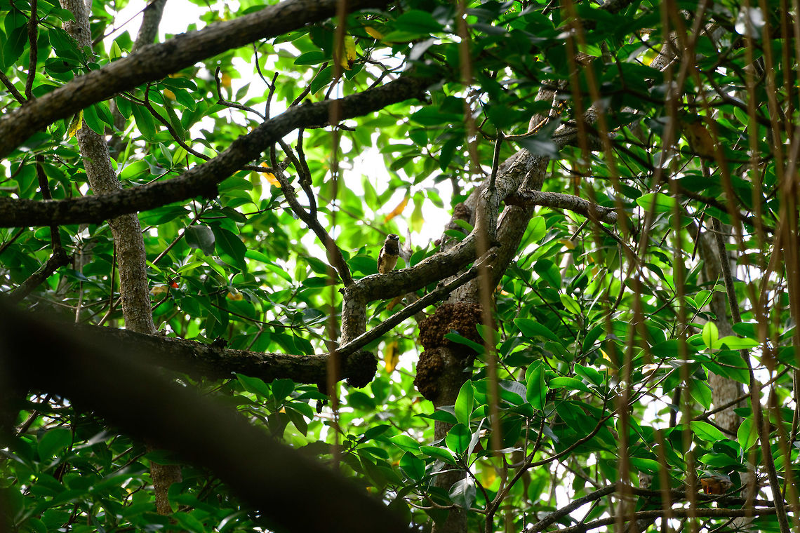 Sooty-capped puffbird, Uraba, Colombia Not cropping this first sight of this bird as to cherish the memory of this magical moment. In our 2017 trip, this is by far the most valuable bird spotting when it comes to rareness. This puffbird is endemic to Colombia, and within it, restricted to a small range in the northwest. Within this small range, it is uncommon to see. <br />
<br />
Seeing it far away in a small clear space in the canopy had the team electrified. We were jumpy anyway as our top 3 list of birds in these mangroves were all found in the first 5 minutes, quite a streak!<br />
<br />
After this initial observation it flew overhead and landed close behind us:<br />
<figure class="photo"><a href="https://www.jungledragon.com/image/58554/sooty-capped_puffbird_-_perched_uraba_colombia.html" title="Sooty-capped puffbird - perched, Uraba, Colombia"><img src="https://s3.amazonaws.com/media.jungledragon.com/images/2/58554_thumb.jpg?AWSAccessKeyId=05GMT0V3GWVNE7GGM1R2&Expires=1759968010&Signature=xKcdb8ufSKw5yE43nuHH1K4yEYs%3D" width="140" height="152" alt="Sooty-capped puffbird - perched, Uraba, Colombia Endemic to western Colombia where it has a small range in which it is uncommon to see. Once found though, it's not a nervous bird. Like most puffbirds, it is quite stationary and does not flee easily. Antioquia,Bucco noanamae,Colombia,Colombia Choco & Pacific region,Sooty-capped puffbird,South America,Uraba,Urabá,World" /></a></figure><br />
<figure class="photo"><a href="https://www.jungledragon.com/image/58555/sooty-capped_puffbird_-_closeup_uraba_colombia.html" title="Sooty-capped puffbird - closeup, Uraba, Colombia"><img src="https://s3.amazonaws.com/media.jungledragon.com/images/2/58555_thumb.jpg?AWSAccessKeyId=05GMT0V3GWVNE7GGM1R2&Expires=1759968010&Signature=m%2Bt%2F9WuXQ5mwZSocQoj76HAfO38%3D" width="146" height="152" alt="Sooty-capped puffbird - closeup, Uraba, Colombia Endemic to western Colombia where it has a small range in which it is uncommon to see. Once found though, it's not a nervous bird. Like most puffbirds, it is quite stationary and does not flee easily. Antioquia,Bucco noanamae,Colombia,Colombia Choco & Pacific region,Fall,Geotagged,Sooty-capped puffbird,South America,Uraba,Urabá,World" /></a></figure><br />
<figure class="photo"><a href="https://www.jungledragon.com/image/58557/sooty-capped_puffbird_-_closeup_ii_uraba_colombia.html" title="Sooty-capped puffbird - closeup II, Uraba, Colombia"><img src="https://s3.amazonaws.com/media.jungledragon.com/images/2/58557_thumb.jpg?AWSAccessKeyId=05GMT0V3GWVNE7GGM1R2&Expires=1759968010&Signature=J50a%2FPfrdrynxTmsSZUW0CCdq8g%3D" width="102" height="152" alt="Sooty-capped puffbird - closeup II, Uraba, Colombia Endemic to western Colombia where it has a small range in which it is uncommon to see. Once found though, it's not a nervous bird. Like most puffbirds, it is quite stationary and does not flee easily. Antioquia,Bucco noanamae,Colombia,Colombia Choco & Pacific region,Fall,Geotagged,Sooty-capped puffbird,South America,Uraba,Urabá,World" /></a></figure> Antioquia,Bucco noanamae,Colombia,Colombia Choco & Pacific region,Fall,Geotagged,Sooty-capped puffbird,South America,Uraba,Urabá,World