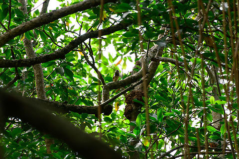 Sooty-capped puffbird, Uraba, Colombia Not cropping this first sight of this bird as to cherish the memory of this magical moment. In our 2017 trip, this is by far the most valuable bird spotting when it comes to rareness. This puffbird is endemic to Colombia, and within it, restricted to a small range in the northwest. Within this small range, it is uncommon to see. 

Seeing  it far away in a small clear space in the canopy had the team electrified. We were jumpy anyway as our top 3 list of birds in these mangroves were all found in the first 5 minutes, quite a streak!

After this initial observation it flew overhead and landed close behind us:
https://www.jungledragon.com/image/58554/sooty-capped_puffbird_-_perched_uraba_colombia.html
https://www.jungledragon.com/image/58555/sooty-capped_puffbird_-_closeup_uraba_colombia.html
https://www.jungledragon.com/image/58557/sooty-capped_puffbird_-_closeup_ii_uraba_colombia.html Antioquia,Bucco noanamae,Colombia,Colombia Choco & Pacific region,Fall,Geotagged,Sooty-capped puffbird,South America,Uraba,Urab&aacute;,World