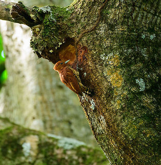 Cinnamon Woodpecker, Uraba, Colombia A lucky landing straight in front of us in the mangroves of Uraba, Colombia. Antioquia,Celeus loricatus,Cinnamon woodpecker,Colombia,Colombia Choco & Pacific region,Fall,Geotagged,South America,Uraba,Urab&aacute;,World