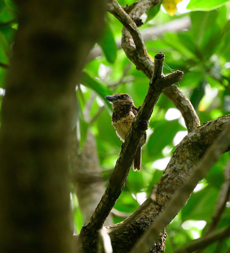 Sooty-capped puffbird - perched, Uraba, Colombia Endemic to western Colombia where it has a small range in which it is uncommon to see. Once found though, it&#039;s not a nervous bird. Like most puffbirds, it is quite stationary and does not flee easily. Antioquia,Bucco noanamae,Colombia,Colombia Choco & Pacific region,Sooty-capped puffbird,South America,Uraba,Urabá,World