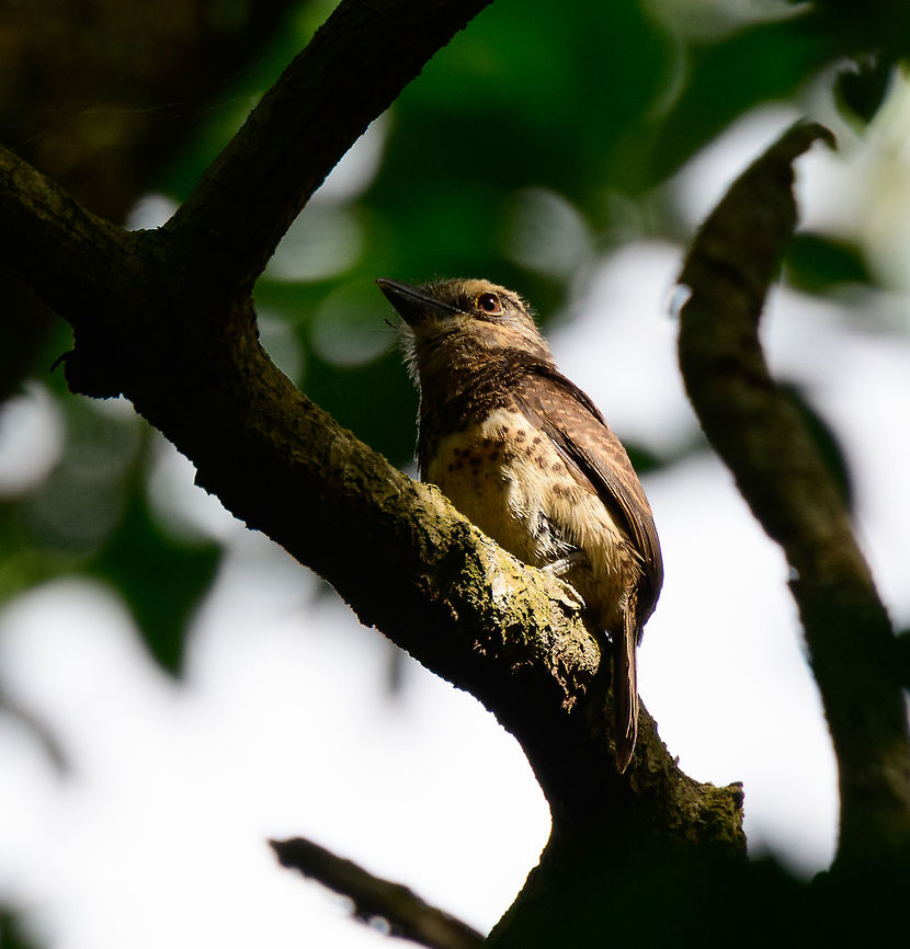 Sooty-capped puffbird - closeup, Uraba, Colombia Endemic to western Colombia where it has a small range in which it is uncommon to see. Once found though, it&#039;s not a nervous bird. Like most puffbirds, it is quite stationary and does not flee easily. Antioquia,Bucco noanamae,Colombia,Colombia Choco & Pacific region,Fall,Geotagged,Sooty-capped puffbird,South America,Uraba,Urabá,World