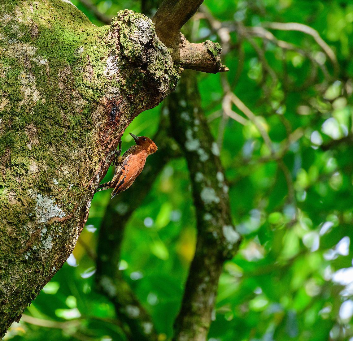 Cinnamon Woodpecker - side view, Uraba, Colombia  Antioquia,Celeus loricatus,Cinnamon woodpecker,Colombia,Colombia Choco & Pacific region,Fall,Geotagged,South America,Uraba,Urabá,World