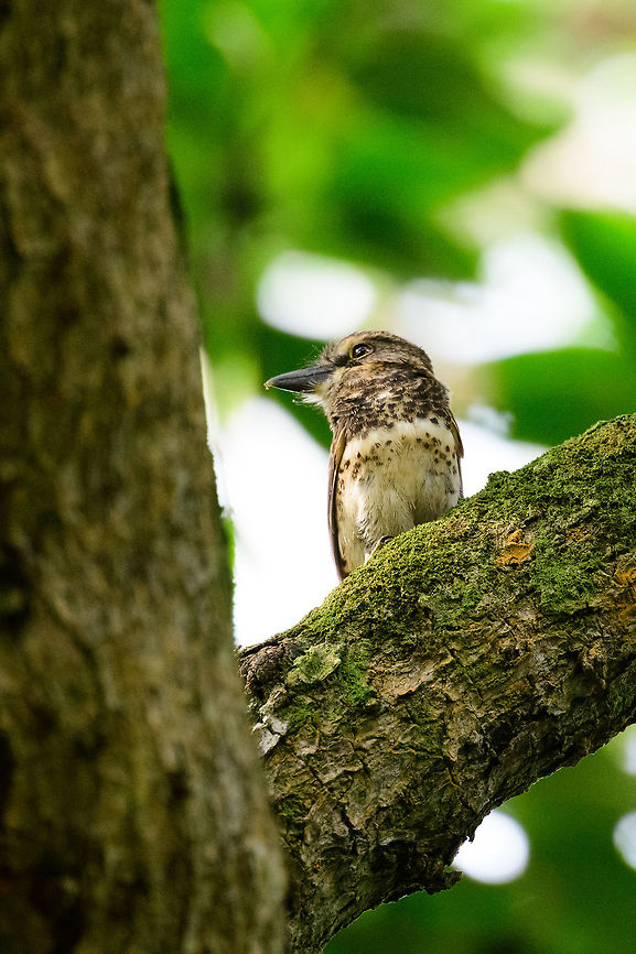 Sooty-capped puffbird - closeup II, Uraba, Colombia Endemic to western Colombia where it has a small range in which it is uncommon to see. Once found though, it&#039;s not a nervous bird. Like most puffbirds, it is quite stationary and does not flee easily. Antioquia,Bucco noanamae,Colombia,Colombia Choco & Pacific region,Fall,Geotagged,Sooty-capped puffbird,South America,Uraba,Urabá,World