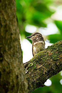 Sooty-capped puffbird - closeup II, Uraba, Colombia Endemic to western Colombia where it has a small range in which it is uncommon to see. Once found though, it's not a nervous bird. Like most puffbirds, it is quite stationary and does not flee easily. Antioquia,Bucco noanamae,Colombia,Colombia Choco & Pacific region,Fall,Geotagged,Sooty-capped puffbird,South America,Uraba,Urab&aacute;,World