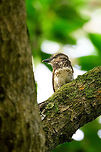 Sooty-capped puffbird - closeup II, Uraba, Colombia Endemic to western Colombia where it has a small range in which it is uncommon to see. Once found though, it's not a nervous bird. Like most puffbirds, it is quite stationary and does not flee easily. Antioquia,Bucco noanamae,Colombia,Colombia Choco & Pacific region,Fall,Geotagged,Sooty-capped puffbird,South America,Uraba,Urabá,World