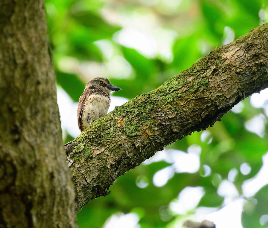 Sooty-capped puffbird - closeup III, Uraba, Colombia Endemic to western Colombia where it has a small range in which it is uncommon to see. Once found though, it's not a nervous bird. Like most puffbirds, it is quite stationary and does not flee easily. Antioquia,Bucco noanamae,Colombia,Colombia Choco & Pacific region,Fall,Geotagged,Sooty-capped puffbird,South America,Uraba,Urab&aacute;,World
