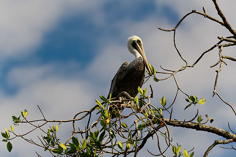 American White Pelican - perched, Uraba, Colombia We took a silent boat through the mangroves of Uraba and came across this pelican baking in the sun. American White Pelican,Antioquia,Colombia,Colombia Choco & Pacific region,Fall,Geotagged,Pelecanus erythrorhynchos,South America,Uraba,Urabá,World