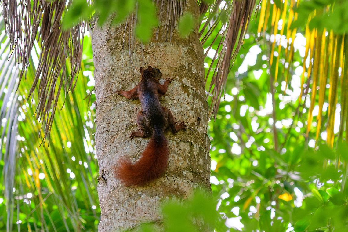 Red-tailed squirrel, Uraba, Colombia One of few mammals we spotted on our trip. This species occurs in Colombia across the entire country, so at any altitude.  Antioquia,Colombia,Colombia Choco & Pacific region,Fall,Geotagged,Red-tailed squirrel,Sciurus granatensis,South America,Uraba,Urabá,World