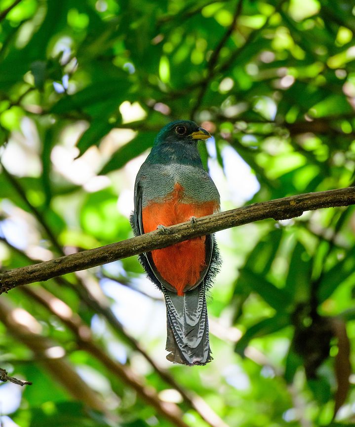 Choco Trogon (presumed), Uraba, Colombia Identification in process. This is a highly confusing observation. Based on range, it likely is the Choco Trogon. However, the tail with its highlights suggest a Collared Trogon. Yet that one has a white band across the chest and would be way out of range. <br />
<br />
Best guess is still the Choco Trogon, possibly a juvenile or hybrid, my guide is looking into this. Will update this as soon as I hear from him. Antioquia,Colombia,Colombia Choco & Pacific region,Fall,Geotagged,South America,Uraba,Urabá,World