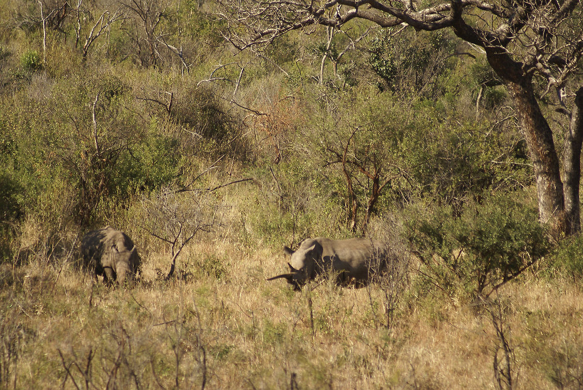 White rhinos The photo is far away but pay attention to the right Rhino, its horn is enormously long. Ceratotherium simum,Hluhluwe,Rhino,White Rhino,White rhinoceros