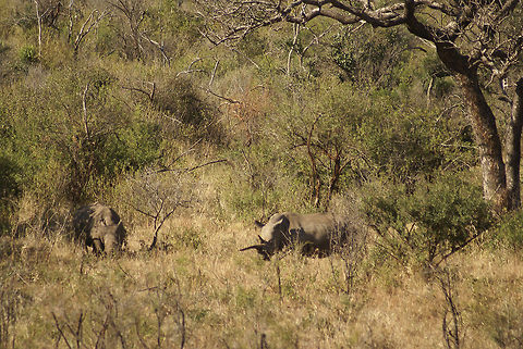 White rhinos The photo is far away but pay attention to the right Rhino, its horn is enormously long. Ceratotherium simum,Hluhluwe,Rhino,White Rhino,White rhinoceros