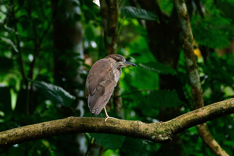 Black-crowned night heron, Uraba, Colombia Back from the mangroves, we made way to visit the Uraba university terrain once more, where just before the sun set, we found this black-crowned night heron making a perfect pose. It's standing on a branch above a pool of water, where it was intensely focused on.

This species has an almost cosmopolitan distribution, yet different sub species occur in different continents. This looks to be a juvenile. Antioquia,Black-crowned night heron,Colombia,Colombia Choco & Pacific region,Fall,Geotagged,Nycticorax nycticorax,South America,Uraba,Urab&aacute;,World