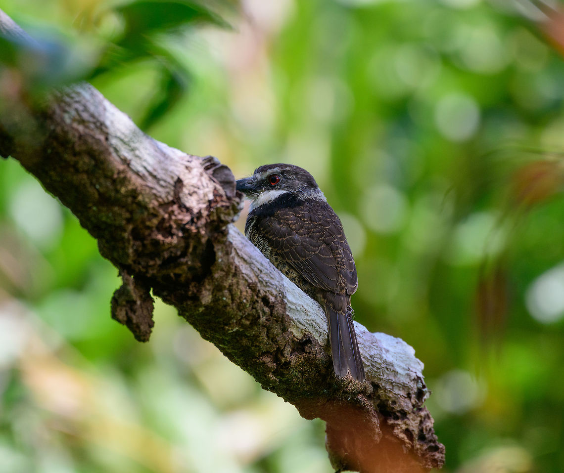 Sooty-capped puffbird - side view, Uraba, Colombia Endemic to western Colombia where it has a small range in which it is uncommon to see. Once found though, it's not a nervous bird. Like most puffbirds, it is quite stationary and does not flee easily. In this partly obstructed shot I want to show how deeply red their eyes are. Antioquia,Bucco noanamae,Colombia,Colombia Choco & Pacific region,Fall,Geotagged,Sooty-capped puffbird,South America,Uraba,Urabá,World