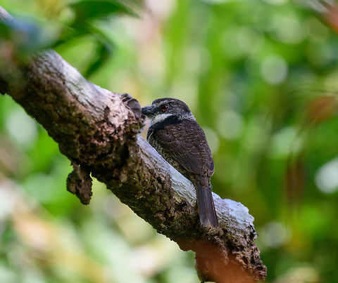 Sooty-capped puffbird - side view, Uraba, Colombia Endemic to western Colombia where it has a small range in which it is uncommon to see. Once found though, it's not a nervous bird. Like most puffbirds, it is quite stationary and does not flee easily. In this partly obstructed shot I want to show how deeply red their eyes are. Antioquia,Bucco noanamae,Colombia,Colombia Choco & Pacific region,Fall,Geotagged,Sooty-capped puffbird,South America,Uraba,Urab&aacute;,World