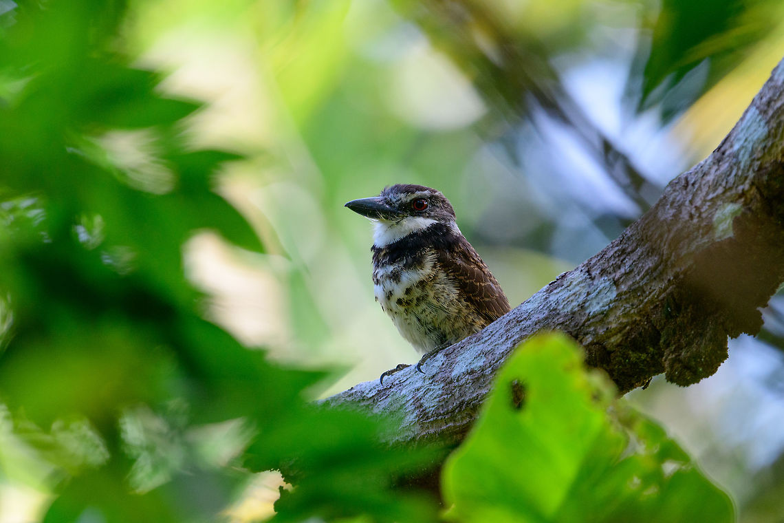 Sooty-capped puffbird - posing, Uraba, Colombia Endemic to western Colombia where it has a small range in which it is uncommon to see. Once found though, it's not a nervous bird. Like most puffbirds, it is quite stationary and does not flee easily. Antioquia,Bucco noanamae,Colombia,Colombia Choco & Pacific region,Fall,Geotagged,Sooty-capped puffbird,South America,Uraba,Urab&aacute;,World