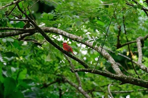 Hepatic tanager, Uraba, Colombia Found on the university terrain of Uraba during sunset. Despite this species having a large range in the Americas, it needs further studying and its various sub species may ultimately be promoted to species status. This is an adult male. Antioquia,Colombia,Colombia Choco & Pacific region,Fall,Geotagged,Hepatic tanager,Piranga flava,South America,Uraba,Urabá,World