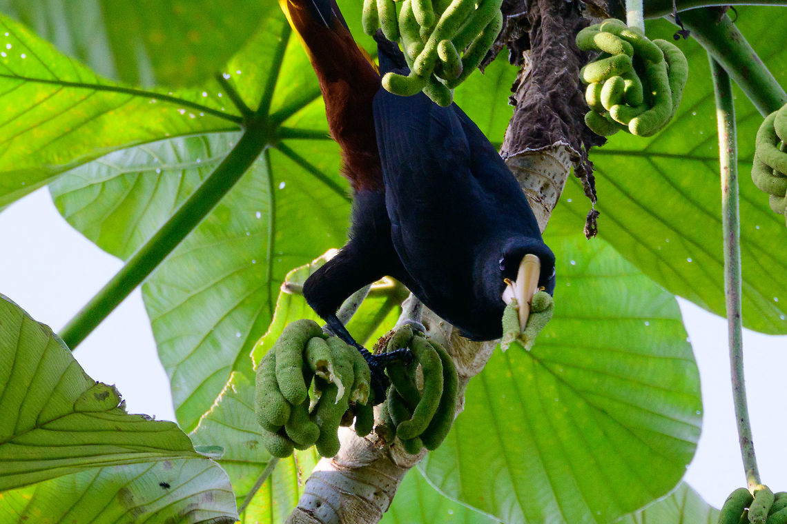 Crested oropendola - feeding, Uraba, Colombia That look when plundering the fridge at night, thinking you're alone, and it turns out you're not. Antioquia,Colombia,Colombia Choco & Pacific region,Fall,Geotagged,Psarocolius decumanus,South America,Uraba,Urab&aacute;,World,crested oropendola