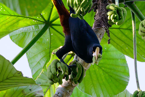 Crested oropendola - feeding, Uraba, Colombia That look when plundering the fridge at night, thinking you're alone, and it turns out you're not. Antioquia,Colombia,Colombia Choco & Pacific region,Fall,Geotagged,Psarocolius decumanus,South America,Uraba,Urab&aacute;,World,crested oropendola