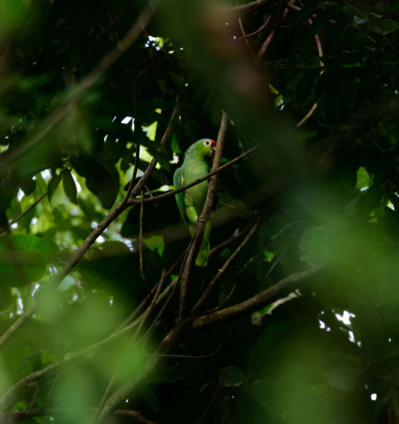 Red-lored Amazon, Uraba, Colombia  Amazona autumnalis,Antioquia,Colombia,Colombia Choco & Pacific region,Fall,Geotagged,Red-lored Amazon,South America,Uraba,Urabá,World