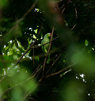 Red-lored Amazon, Uraba, Colombia  Amazona autumnalis,Antioquia,Colombia,Colombia Choco & Pacific region,Fall,Geotagged,Red-lored Amazon,South America,Uraba,Urabá,World