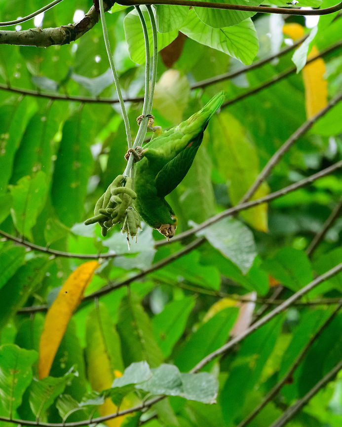 Yellow-crowned Amazon - feeding, Uraba, Colombia  Amazona ochrocephala,Antioquia,Colombia,Colombia Choco & Pacific region,Fall,Geotagged,South America,Uraba,Urabá,World,Yellow-crowned Amazon