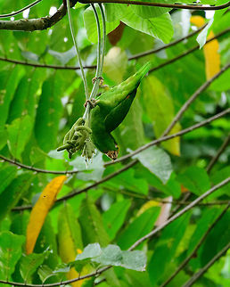 Yellow-crowned Amazon - feeding, Uraba, Colombia  Amazona ochrocephala,Antioquia,Colombia,Colombia Choco & Pacific region,Fall,Geotagged,South America,Uraba,Urabá,World,Yellow-crowned Amazon