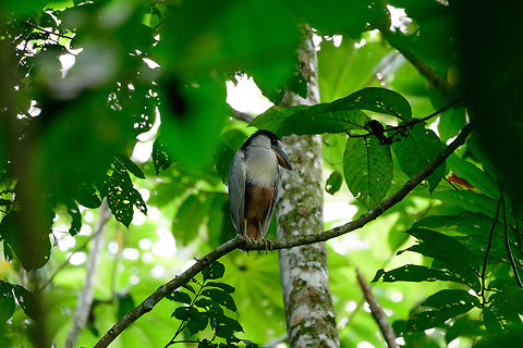 Boat-billed Heron, Uraba, Colombia Very happy to see this bird just before sunset, as it is a nocturnal bird. It has a strangely thick and heavy bill which cannot be explained by their diet, which is just small fish and shrimp. It is speculated that their bills are highly sensitive in detecting prey moving in water, as they hunt at night. 

With their bills being so explicit, it's easy to miss how huge their eyes are. Fitting for seeing in the dark, of course. If you zoom in on this front view, you'll see what I mean:
https://www.jungledragon.com/image/58614/boat-billed_heron_-_front_view_uraba_colombia.html Antioquia,Boat-billed Heron,Cochlearius cochlearius,Colombia,Colombia Choco & Pacific region,South America,Uraba,Urab&aacute;,World