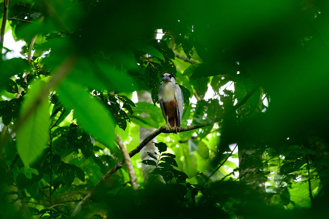 Boat-billed Heron - front view, Uraba, Colombia  Antioquia,Boat-billed Heron,Cochlearius cochlearius,Colombia,Colombia Choco & Pacific region,Fall,Geotagged,South America,Uraba,Urabá,World