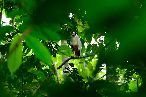 Boat-billed Heron - front view, Uraba, Colombia  Antioquia,Boat-billed Heron,Cochlearius cochlearius,Colombia,Colombia Choco & Pacific region,Fall,Geotagged,South America,Uraba,Urab&aacute;,World