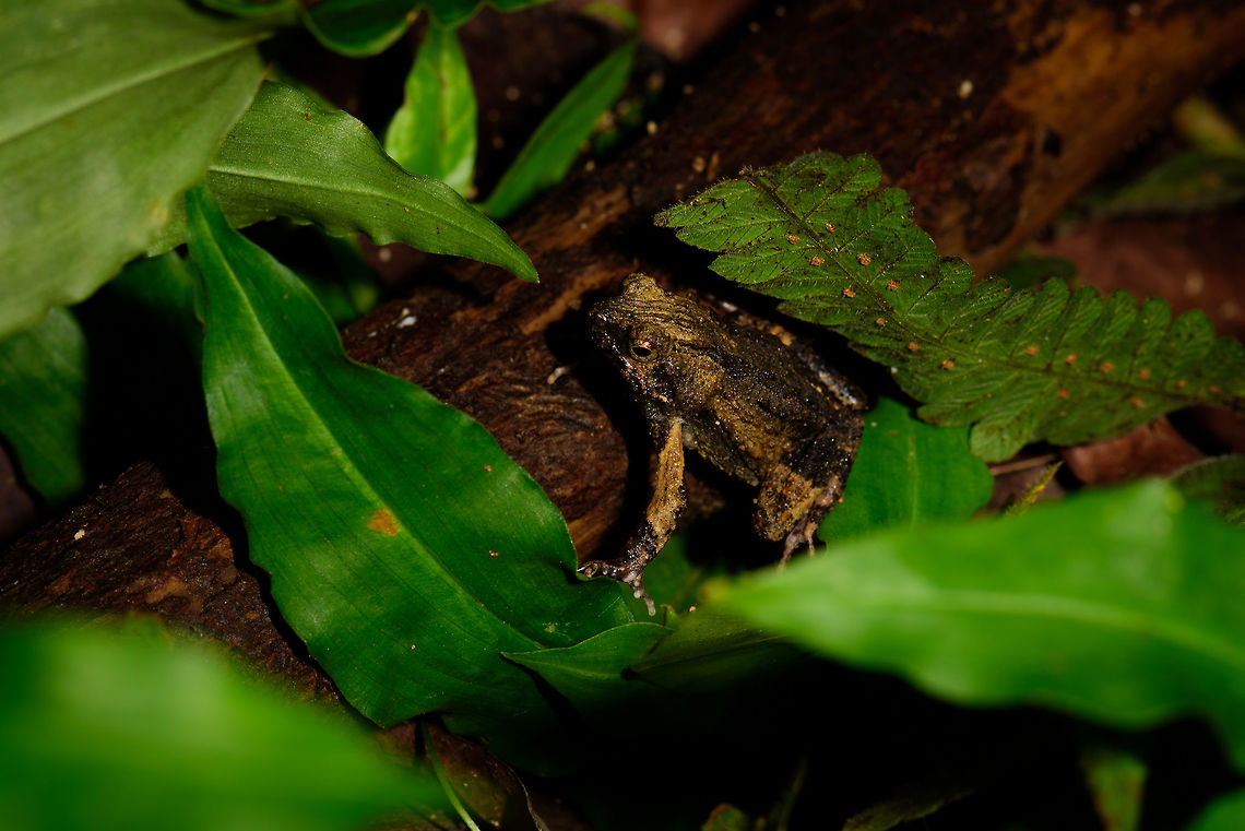 Túngara frog, Uraba, Colombia Found at night on the university terrain&#039;s forest in Uraba, Colombia. This frog is small, at most 5cm. It has a somewhat rectangular body shape and heavily textured skin. The nose is pointy. Antioquia,Colombia,Colombia Choco & Pacific region,Engystomops pustulosus,South America,Túngara frog,Uraba,Urabá,World