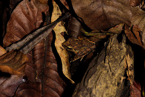 Bolivian White-lipped Frog, Uraba, Colombia Found at night in the forests of the university terrain in Uraba, Colombia. This likely is a juvenile. Antioquia,Bolivian White-lipped Frog,Colombia,Colombia Choco & Pacific region,Leptodactylus bolivianus,South America,Uraba,Urab&aacute;,World