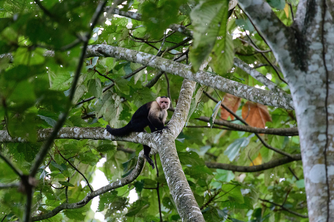 White-headed capuchin, Uraba, Colombia  Antioquia,Cebus capucinus,Colombia,Colombia Choco & Pacific region,Fall,Geotagged,South America,Uraba,Urabá,White-headed capuchin,World