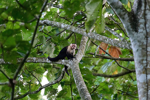 White-headed capuchin, Uraba, Colombia  Antioquia,Cebus capucinus,Colombia,Colombia Choco & Pacific region,Fall,Geotagged,South America,Uraba,Urab&aacute;,White-headed capuchin,World