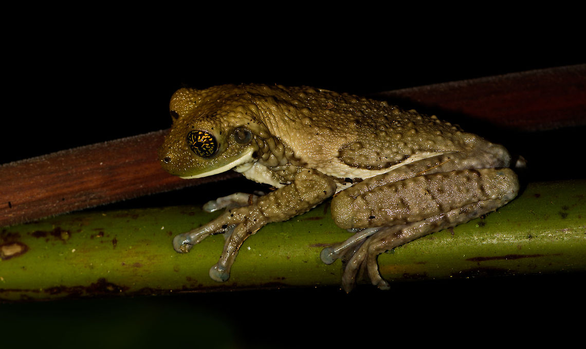Veined Treefrog, Uraba, Colombia Check out the eyes on this one. Size is about 8cm. Very large feet. Back view:<br />
<figure class="photo"><a href="https://www.jungledragon.com/image/58665/veined_treefrog_-_back_side_uraba_colombia.html" title="Veined Treefrog - back side, Uraba, Colombia"><img src="https://s3.amazonaws.com/media.jungledragon.com/images/2/58665_thumb.jpg?AWSAccessKeyId=05GMT0V3GWVNE7GGM1R2&Expires=1759968010&Signature=45zg2C%2BHpwTynhb2mHMd%2BB8FpNs%3D" width="130" height="152" alt="Veined Treefrog - back side, Uraba, Colombia Size is about 8cm. Very large feet.  Antioquia,Colombia,Colombia Choco &amp; Pacific region,South America,Trachycephalus typhonius,Uraba,Urab&aacute;,Veined Treefrog,World" /></a></figure> Antioquia,Colombia,Colombia Choco & Pacific region,South America,Trachycephalus typhonius,Uraba,Urabá,Veined Treefrog,World