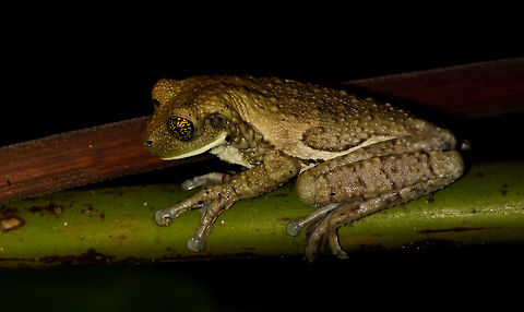 Veined Treefrog, Uraba, Colombia Check out the eyes on this one. Size is about 8cm. Very large feet. Back view:
https://www.jungledragon.com/image/58665/large_tree_frog_-_back_side_uraba_colombia.html Antioquia,Colombia,Colombia Choco & Pacific region,South America,Trachycephalus typhonius,Uraba,Urab&aacute;,Veined Treefrog,World