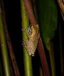 Veined Treefrog - back side, Uraba, Colombia Size is about 8cm. Very large feet.  Antioquia,Colombia,Colombia Choco & Pacific region,South America,Trachycephalus typhonius,Uraba,Urabá,Veined Treefrog,World