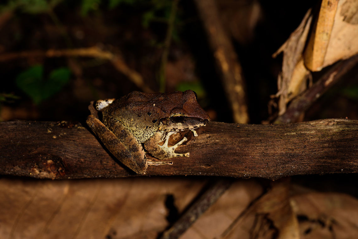 Bolivian White-lipped Frog on log, Uraba, Colombia Likely a juvenile. Antioquia,Bolivian White-lipped Frog,Colombia,Colombia Choco & Pacific region,Leptodactylus bolivianus,South America,Uraba,Urabá,World