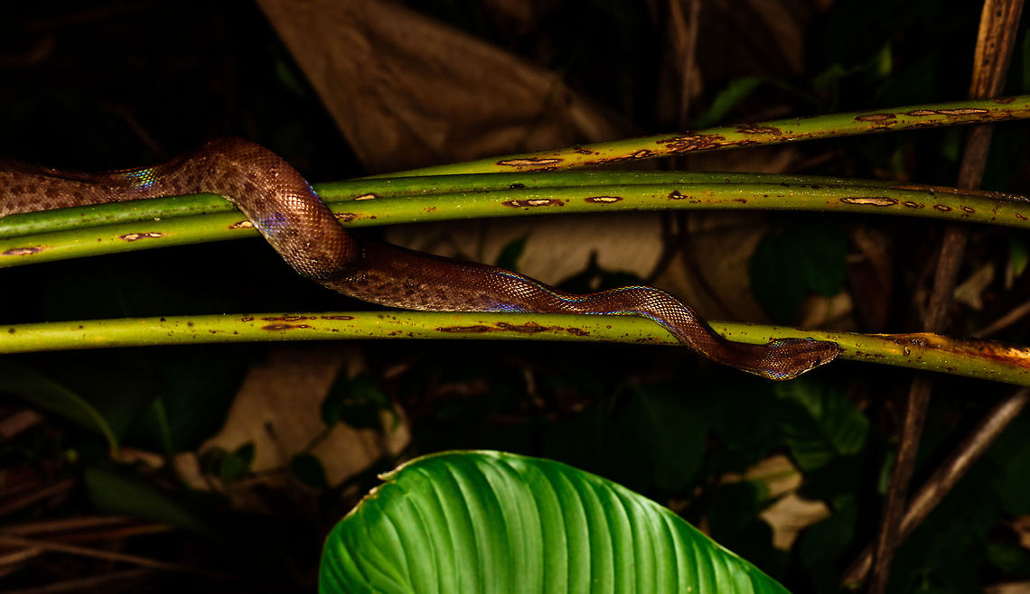 Colombian rainbow boa, Uraba, Colombia We love night tours in the jungle, they are some of our favorite type of hikes. Yet we tread carefully. We don't go crawling through tall grass at night (to avoid ticks and snakes). We don't lean on trees, and we avoid the most dense bushes to not walk into all kinds of unexpected things. <br />
<br />
Not so much for the Band Brothers, two brothers that guided us in Uraba, who took a no fear approach to discovering nature. On this awesome night tour, William pulled this glorious rainbow boa from the dense bushes.<br />
<br />
This shot shows most of the body from this constrictor. You can see the rainbow iridescence the species is named after.<br />
<br />
<figure class="photo"><a href="https://www.jungledragon.com/image/58670/colombian_rainbow_boa_-_closeup_uraba_colombia.html" title="Colombian rainbow boa - closeup, Uraba, Colombia"><img src="https://s3.amazonaws.com/media.jungledragon.com/images/2/58670_thumb.jpg?AWSAccessKeyId=05GMT0V3GWVNE7GGM1R2&Expires=1769040010&Signature=VEbpE1yfi2ro4UrLW4%2B6zEvaQVk%3D" width="200" height="106" alt="Colombian rainbow boa - closeup, Uraba, Colombia We love night tours in the jungle, they are some of our favorite type of hikes. Yet we tread carefully. We don't go crawling through tall grass at night (to avoid ticks and snakes). We don't lean on trees, and we avoid the most dense bushes to not walk into all kinds of unexpected things.<br />
<br />
Not so much for the Band Brothers, two brothers that guided us in Uraba, who took a no fear approach to discovering nature. On this awesome night tour, William pulled this glorious rainbow boa from the dense bushes.<br />
<br />
You can see the rainbow iridescence the species is named after. Full body:<br />
https://www.jungledragon.com/image/58668/colombian_rainbow_boa_uraba_colombia.html<br />
https://www.jungledragon.com/image/58669/colombian_rainbow_boa_-_head_closeup_uraba_colombia.html Antioquia,Colombia,Colombia Choco &amp; Pacific region,Colombian rainbow boa,Epicrates maurus,South America,Uraba,Urab&aacute;,World" /></a></figure><br />
<figure class="photo"><a href="https://www.jungledragon.com/image/58669/colombian_rainbow_boa_-_head_closeup_uraba_colombia.html" title="Colombian rainbow boa - head closeup, Uraba, Colombia"><img src="https://s3.amazonaws.com/media.jungledragon.com/images/2/58669_thumb.jpg?AWSAccessKeyId=05GMT0V3GWVNE7GGM1R2&Expires=1769040010&Signature=6IMSQjLr4PzeW%2FHS3VkGJlsVZYg%3D" width="200" height="132" alt="Colombian rainbow boa - head closeup, Uraba, Colombia We love night tours in the jungle, they are some of our favorite type of hikes. Yet we tread carefully. We don't go crawling through tall grass at night (to avoid ticks and snakes). We don't lean on trees, and we avoid the most dense bushes to not walk into all kinds of unexpected things.<br />
<br />
Not so much for the Band Brothers, two brothers that guided us in Uraba, who took a no fear approach to discovering nature. On this awesome night tour, William pulled this glorious rainbow boa from the dense bushes.<br />
<br />
You can see the rainbow iridescence the species is named after. Full body:<br />
https://www.jungledragon.com/image/58668/colombian_rainbow_boa_uraba_colombia.html<br />
Another closeup:<br />
<br />
https://www.jungledragon.com/image/58670/colombian_rainbow_boa_-_closeup_uraba_colombia.html Antioquia,Colombia,Colombia Choco &amp; Pacific region,Colombian rainbow boa,Epicrates maurus,South America,Uraba,Urab&aacute;,World" /></a></figure> Antioquia,Colombia,Colombia Choco & Pacific region,Epicrates maurus,South America,Uraba,Urab&aacute;,World