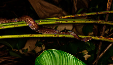 Colombian rainbow boa, Uraba, Colombia We love night tours in the jungle, they are some of our favorite type of hikes. Yet we tread carefully. We don't go crawling through tall grass at night (to avoid ticks and snakes). We don't lean on trees, and we avoid the most dense bushes to not walk into all kinds of unexpected things. 

Not so much for the Band Brothers, two brothers that guided us in Uraba, who took a no fear approach to discovering nature. On this awesome night tour, William pulled this glorious rainbow boa from the dense bushes.

This shot shows most of the body from this constrictor. You can see the rainbow iridescence the species is named after.

https://www.jungledragon.com/image/58670/colombian_rainbow_boa_-_closeup_uraba_colombia.html
https://www.jungledragon.com/image/58669/colombian_rainbow_boa_-_head_closeup_uraba_colombia.html Antioquia,Colombia,Colombia Choco & Pacific region,Epicrates maurus,South America,Uraba,Urabá,World